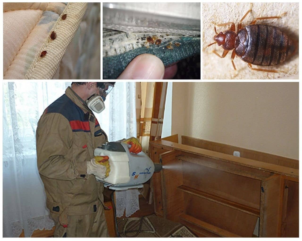 Уничтожение клопов