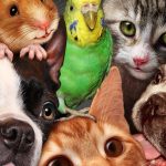 Преимущества онлайн ветеринарных аптек