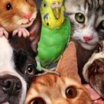 Ветеринариялық онлайн дәріханалардың артықшылықтары